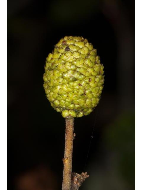 Alnus viridis (Green alder) #61387