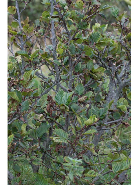 Alnus viridis (Green alder) #61389
