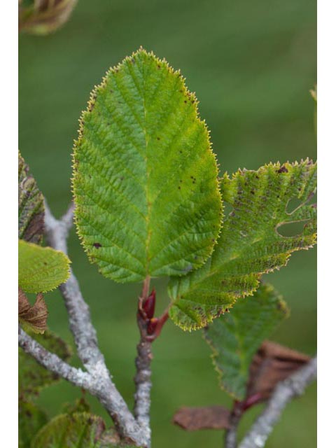 Alnus viridis (Green alder) #61390