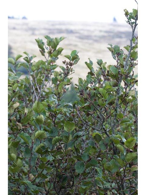 Alnus viridis (Green alder) #61391