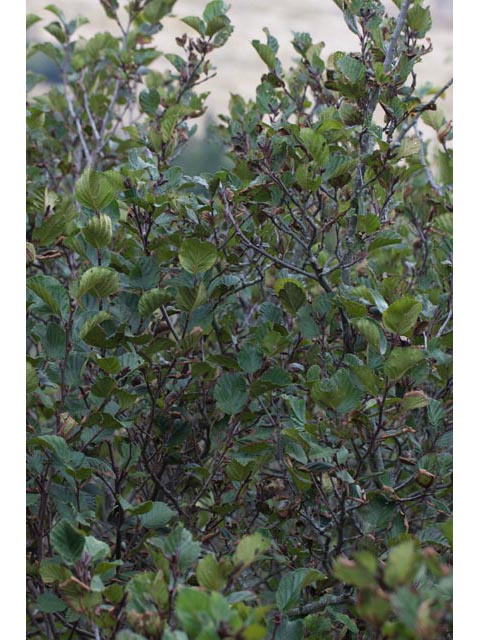 Alnus viridis (Green alder) #61392