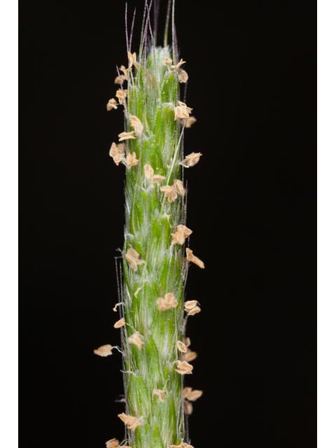 Alopecurus carolinianus (Carolina foxtail ) #61395