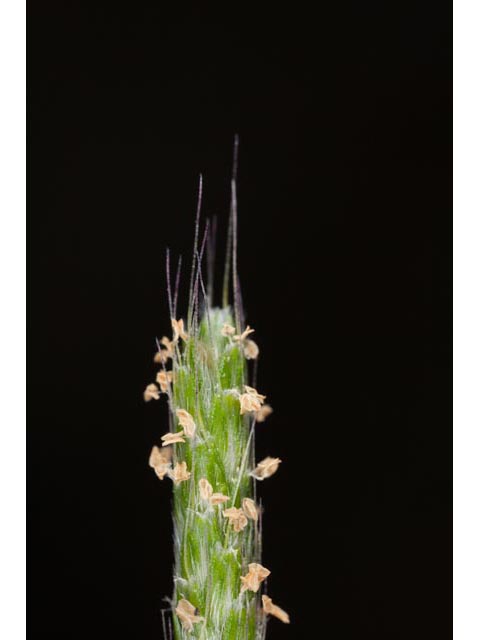 Alopecurus carolinianus (Carolina foxtail ) #61396