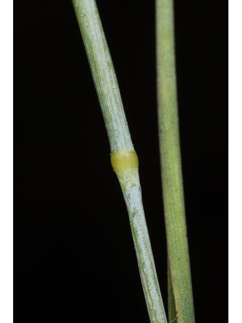Alopecurus carolinianus (Carolina foxtail ) #61398