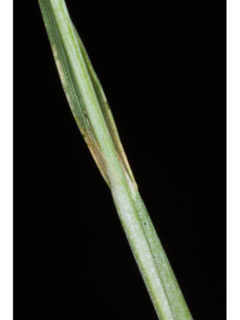 Alopecurus carolinianus (Carolina foxtail ) #61399