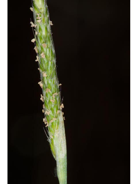 Alopecurus carolinianus (Carolina foxtail ) #61401