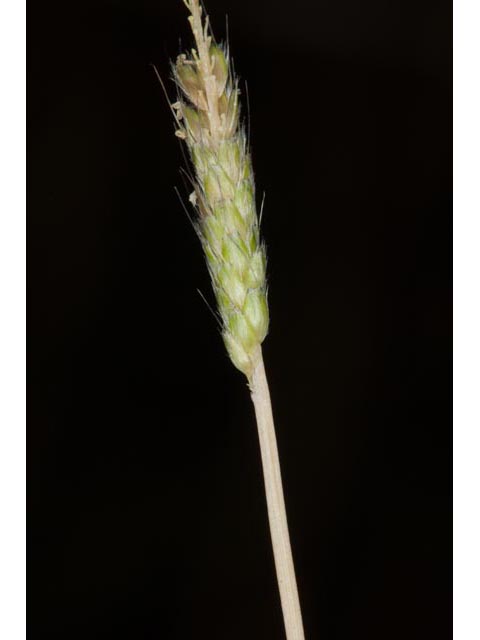 Alopecurus carolinianus (Carolina foxtail ) #61403