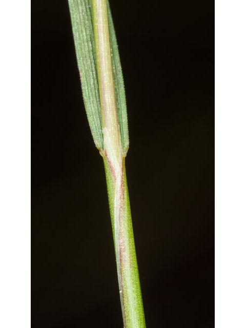 Alopecurus carolinianus (Carolina foxtail ) #61406