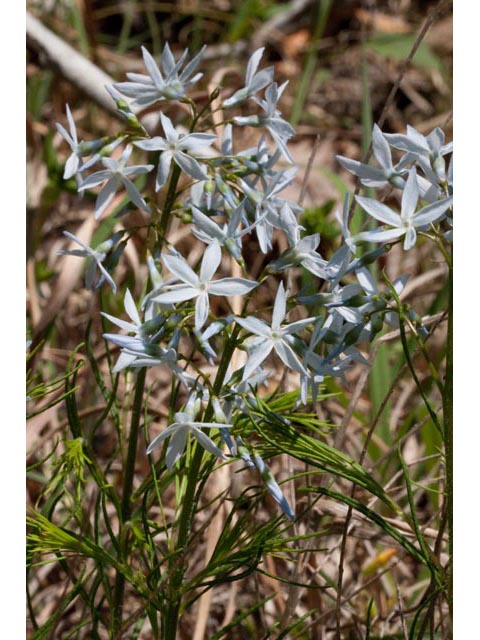 Amsonia ciliata var. tenuifolia (Fringed bluestar) #61446