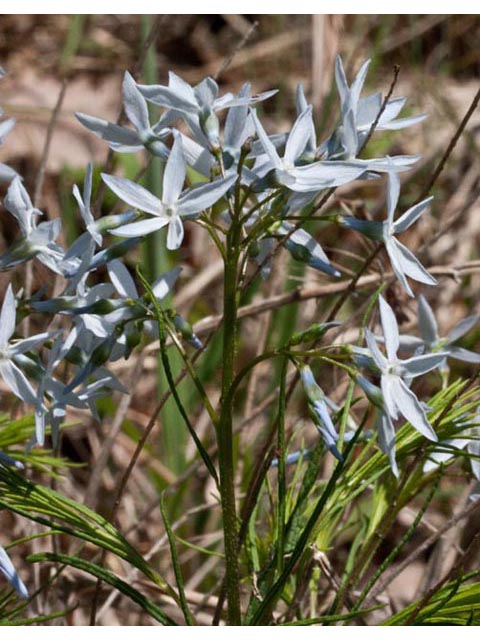 Amsonia ciliata var. tenuifolia (Fringed bluestar) #61447