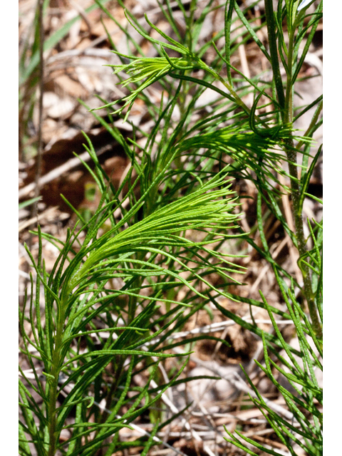 Amsonia ciliata var. tenuifolia (Fringed bluestar) #61448