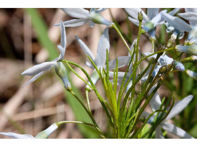 Amsonia ciliata var. tenuifolia (Fringed bluestar) #61451