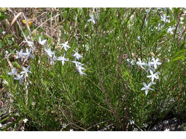 Amsonia ciliata var. tenuifolia (Fringed bluestar) #61453