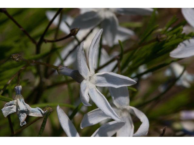 Amsonia ciliata var. tenuifolia (Fringed bluestar) #61454