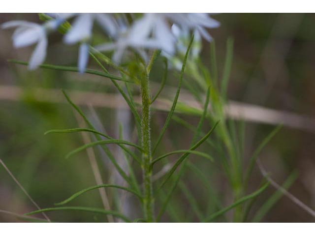 Amsonia ciliata var. tenuifolia (Fringed bluestar) #61456