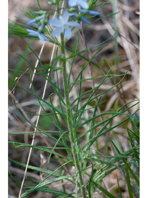 Amsonia ciliata var. tenuifolia (Fringed bluestar) #61458