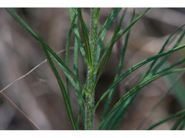 Amsonia ciliata var. tenuifolia (Fringed bluestar) #61459