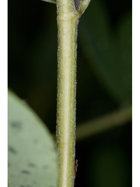 Baptisia nuttalliana (Nuttall's wild indigo) #61495