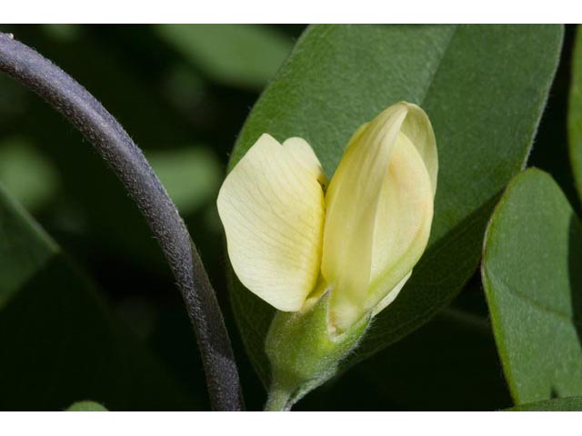 Baptisia nuttalliana (Nuttall's wild indigo) #61506