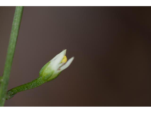 Bartonia paniculata (Twining screwstem) #61522