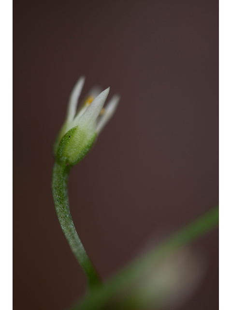 Bartonia paniculata (Twining screwstem) #61523