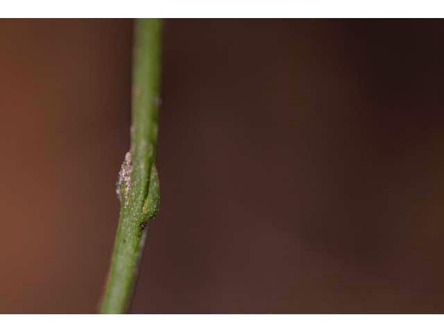 Bartonia paniculata (Twining screwstem) #61528
