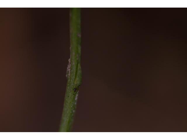 Bartonia paniculata (Twining screwstem) #61529