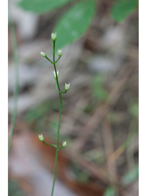 Bartonia paniculata (Twining screwstem) #61530
