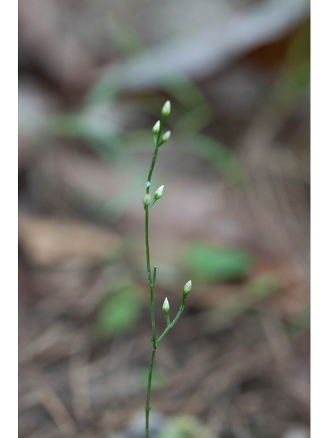 Bartonia paniculata (Twining screwstem) #61531