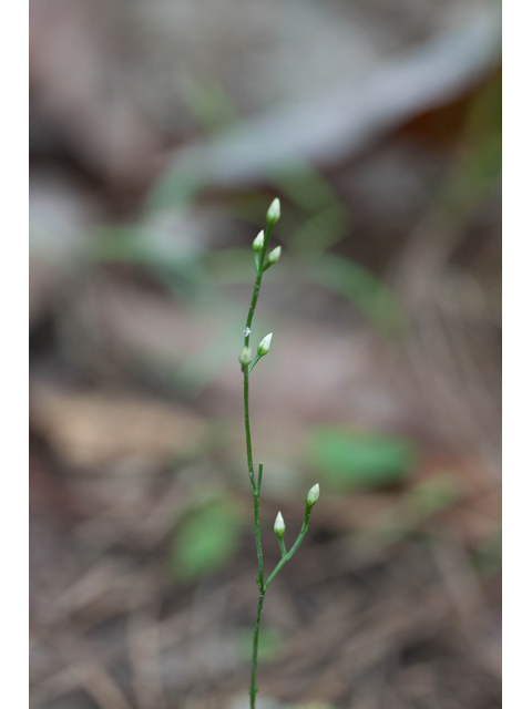 Bartonia paniculata (Twining screwstem) #61532