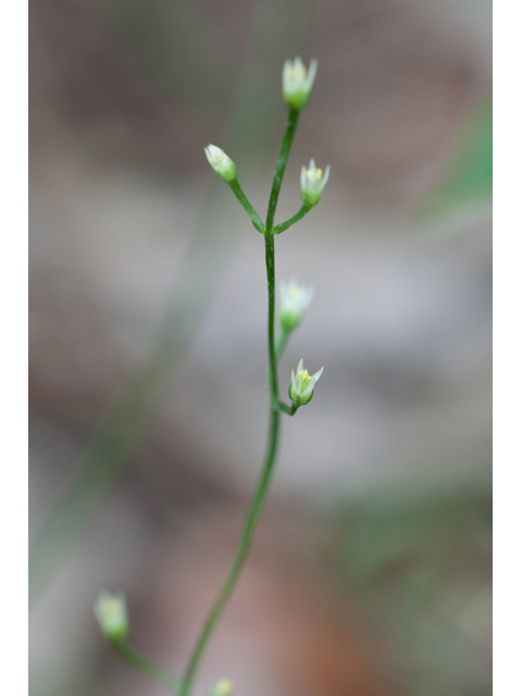 Bartonia paniculata (Twining screwstem) #61533