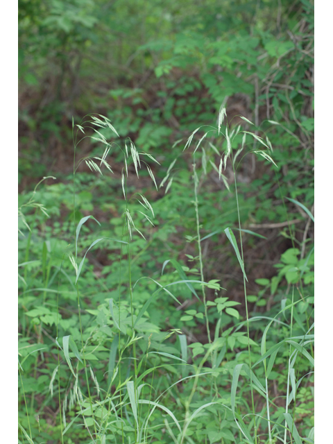 Bromus pubescens (Hairy woodland brome ) #61571