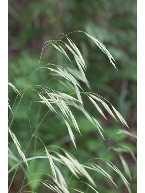 Bromus pubescens (Hairy woodland brome ) #61573