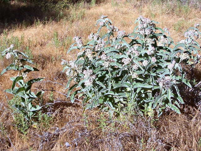 Asclepias eriocarpa (Woollypod milkweed) #27577