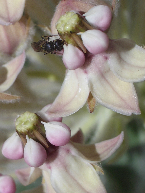 Asclepias eriocarpa (Woollypod milkweed) #27578