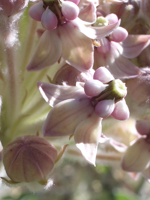Asclepias eriocarpa (Woollypod milkweed) #27580