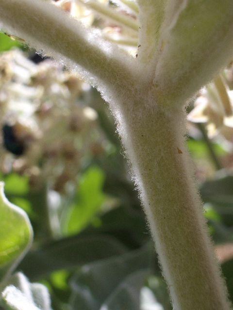 Asclepias eriocarpa (Woollypod milkweed) #27581