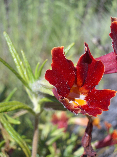 Diplacus rutilus (Santa susana bush monkeyflower) #27585