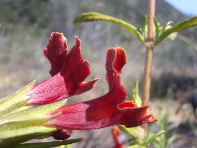 Diplacus rutilus (Santa susana bush monkeyflower) #27587