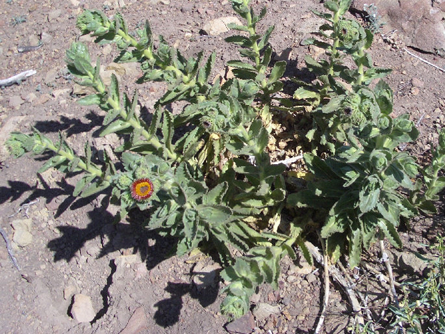 Hulsea heterochroma (Redray alpinegold) #27597