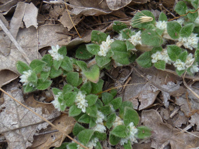 Gossypianthus lanuginosus var. lanuginosus (Woolly cottonflower) #31240