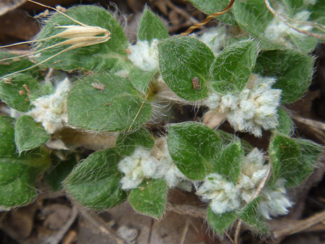 Gossypianthus lanuginosus var. lanuginosus (Woolly cottonflower) #31241
