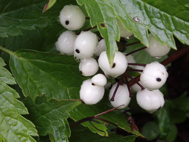 Actaea pachypoda (White baneberry) #30089