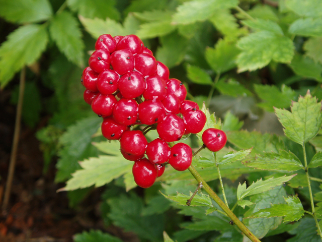 Actaea rubra (Red baneberry) #30090