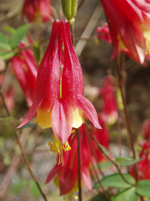 Aquilegia canadensis (Eastern red columbine) #30095