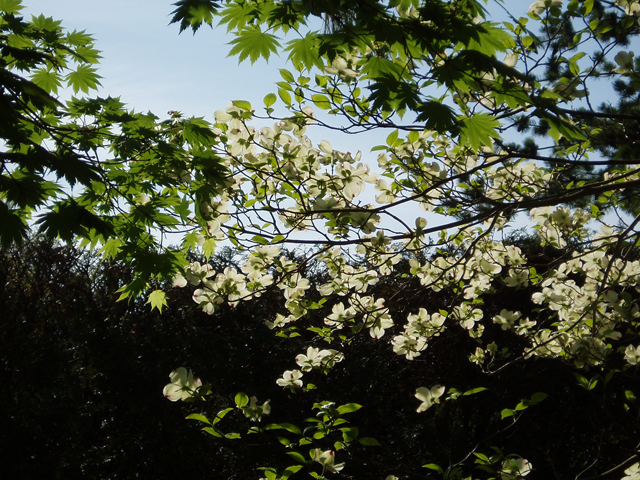 Cornus florida (Flowering dogwood) #30123