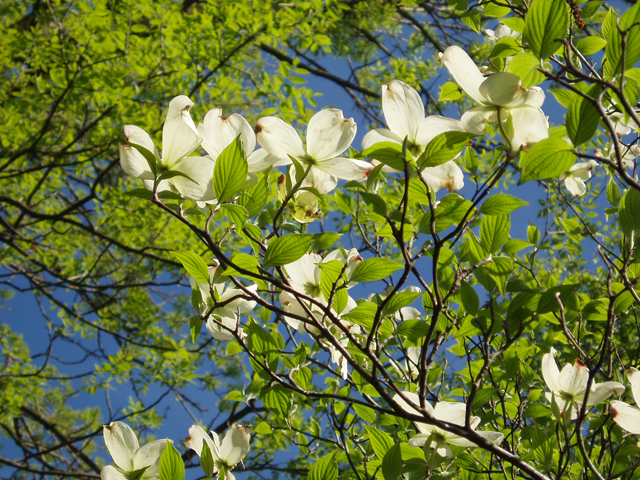 Cornus florida (Flowering dogwood) #30124