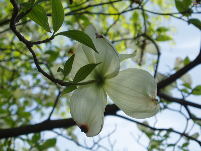 Cornus florida (Flowering dogwood) #30125