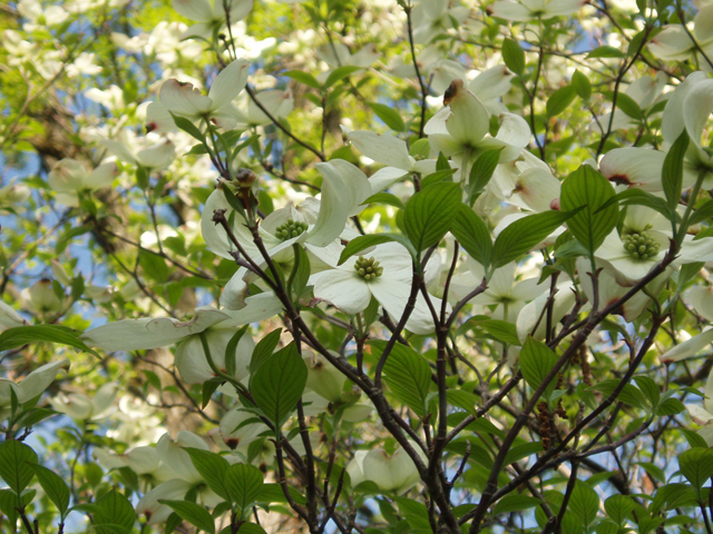 Cornus florida (Flowering dogwood) #30126