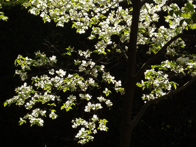 Cornus florida (Flowering dogwood) #30127